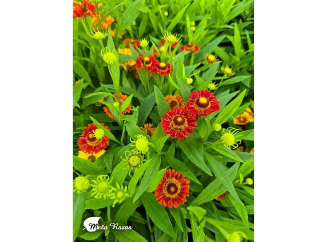 Helenium autumnale   'Ranchera'